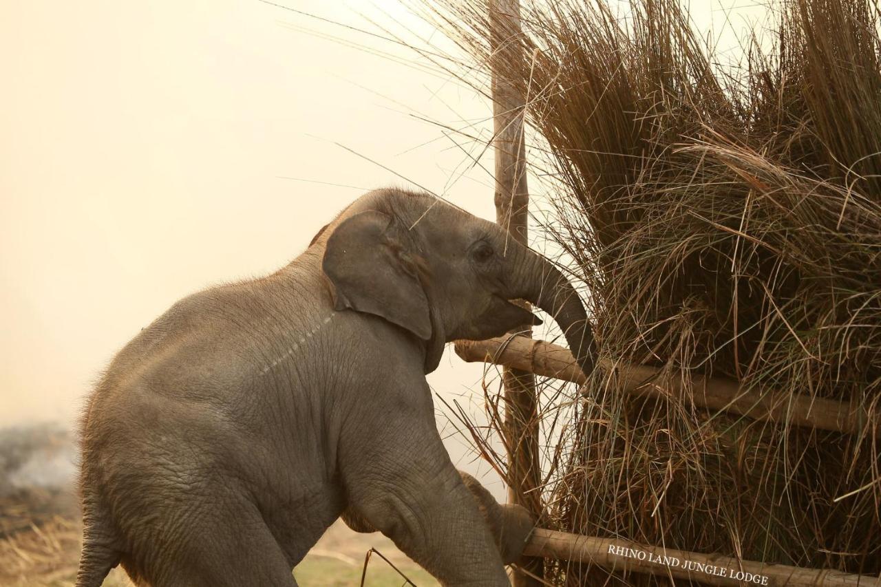 Rhino Land Jungle Lodge Sauraha Exteriér fotografie