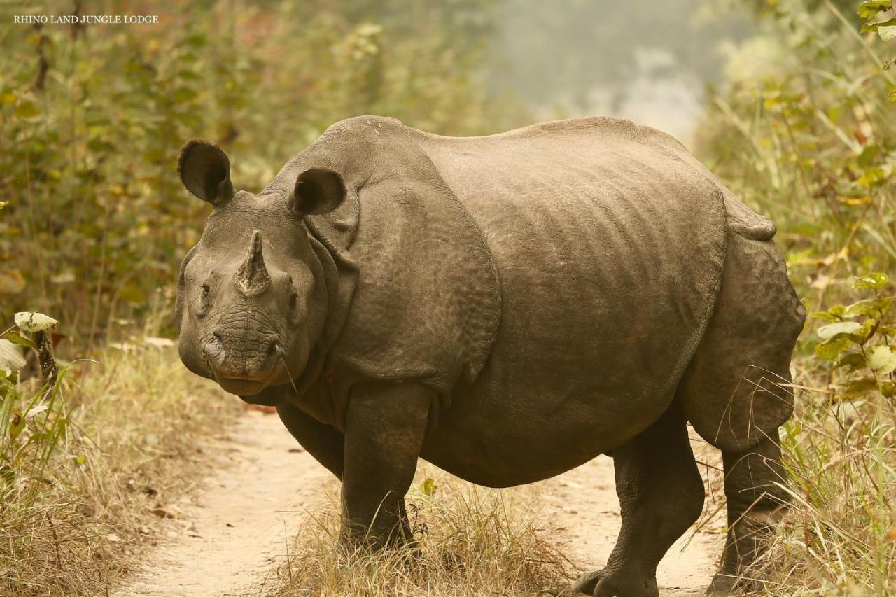 Rhino Land Jungle Lodge Sauraha Exteriér fotografie